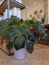 Load image into Gallery viewer, 10" Monstera Deliciosa
