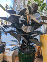 Load image into Gallery viewer, 12" Ficus Elastica