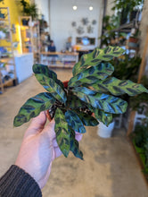 Load image into Gallery viewer, 4" Calathea lancifolia