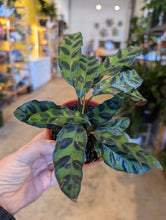 Load image into Gallery viewer, 4" Calathea lancifolia