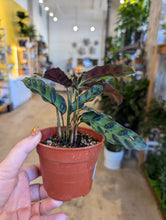 Load image into Gallery viewer, 4" Calathea lancifolia