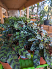 Load image into Gallery viewer, 4" Calathea lancifolia