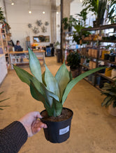 Load image into Gallery viewer, 5" Moonshine Snake Plant