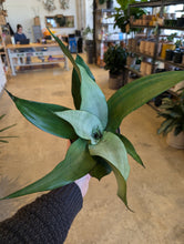 Load image into Gallery viewer, 5" Moonshine Snake Plant