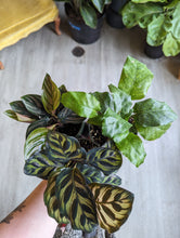 Load image into Gallery viewer, 4" Calathea (asst.)