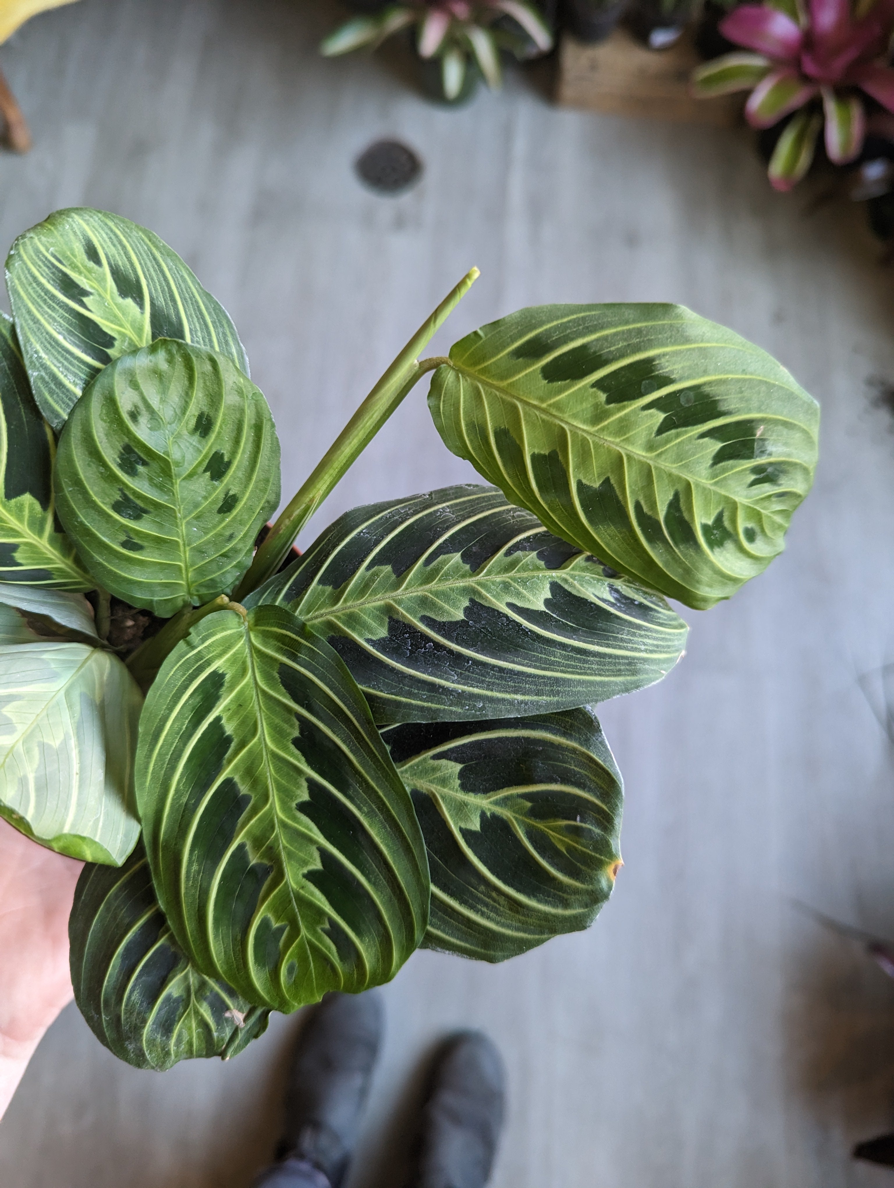 4-prayer-plant-copperline-plant-co