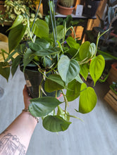 Load image into Gallery viewer, 8" Philodendron Cordatum HB