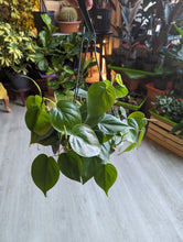 Load image into Gallery viewer, 8" Philodendron Cordatum HB