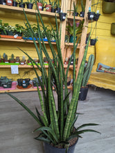 Load image into Gallery viewer, 10" Sansevieria Cylindrica