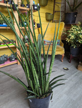 Load image into Gallery viewer, 10" Sansevieria Cylindrica