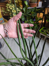 Load image into Gallery viewer, 10" Sansevieria Cylindrica