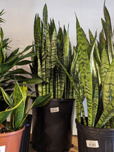 Load image into Gallery viewer, 14" Snake Plant (asst.)