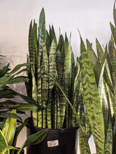 Load image into Gallery viewer, 14" Snake Plant (asst.)