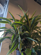 Load image into Gallery viewer, 10" Dracaena Warneckii Gold Star