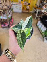 Load image into Gallery viewer, alocasia dragon scale mint leaves