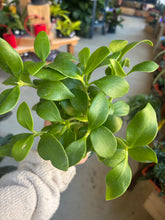 Load image into Gallery viewer, ant plant