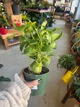 Load image into Gallery viewer, ant plant