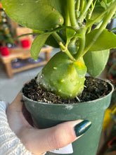 Load image into Gallery viewer, ant plant