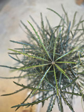 Load image into Gallery viewer, aralia elegantissima leaves