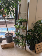 Load image into Gallery viewer, assorted philodendron and pothos