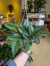 Load image into Gallery viewer, assorted philodendron and pothos hanging baskets