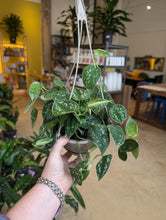 Load image into Gallery viewer, assorted philodendron and pothos hanging baskets