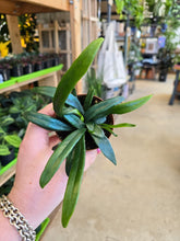 Load image into Gallery viewer, blue oil fern plant