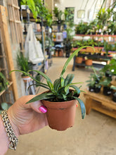 Load image into Gallery viewer, blue oil fern plant