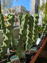 Load image into Gallery viewer, boobie cactus plant