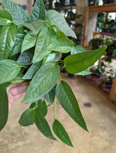 Load image into Gallery viewer, cebu blue pothos plant