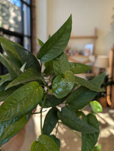 Load image into Gallery viewer, cebu blue pothos plant
