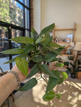 Load image into Gallery viewer, cebu blue pothos plant