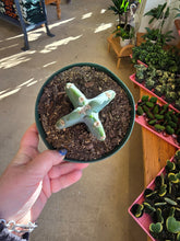 Load image into Gallery viewer, cereus jamacaru plant