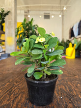 Load image into Gallery viewer, crown of thorns plant