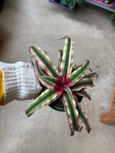 Load image into Gallery viewer, 4" Cryptanthus
