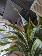 Load image into Gallery viewer, dracaena warneckii leaves