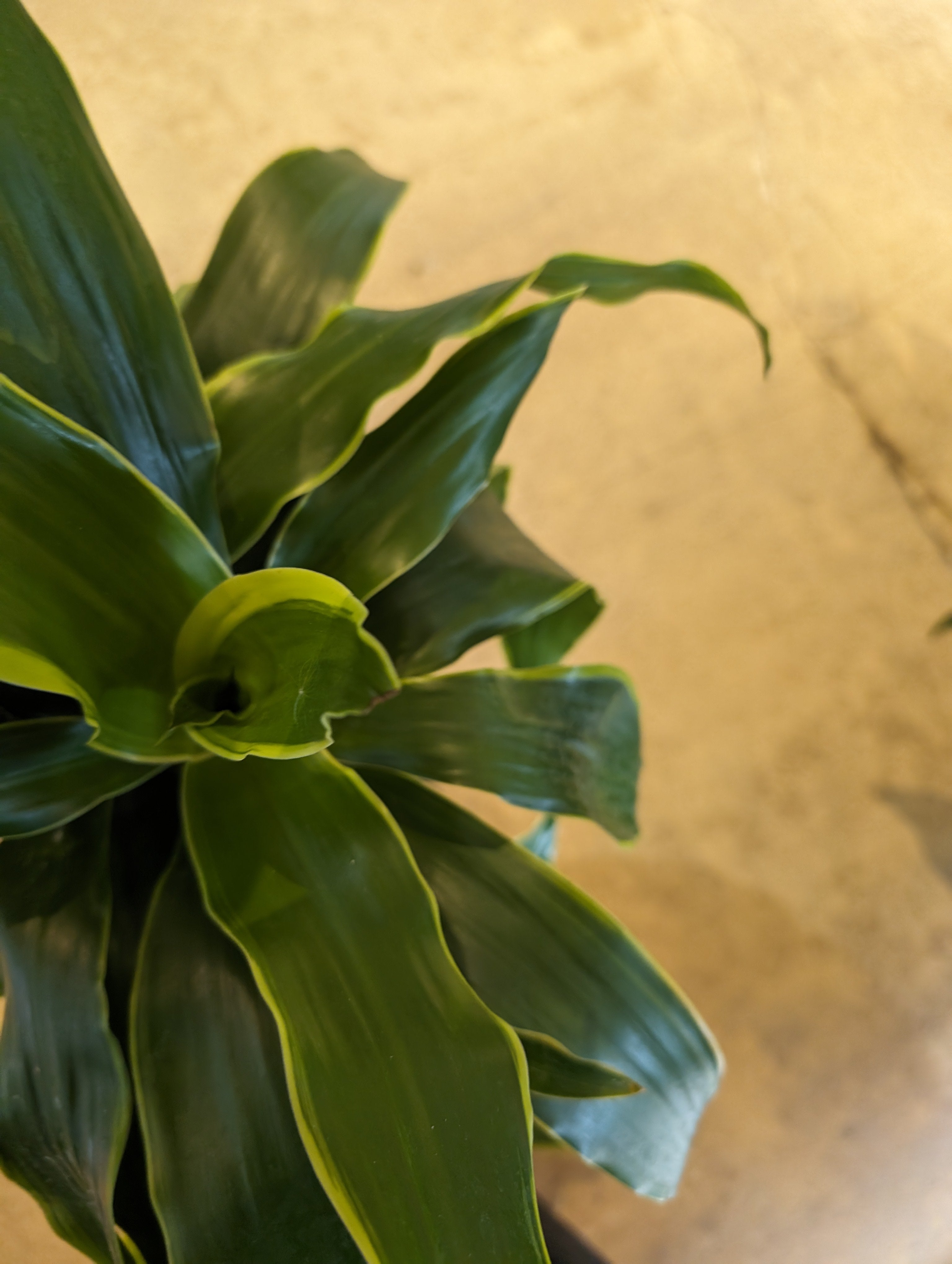 carmen dracaena 10" Dracaena Art Carmen Cane – Copperline Plant Co