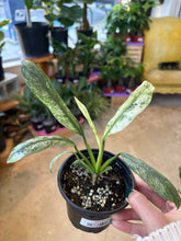 Load image into Gallery viewer, 4" Epi. Giganteum Marble