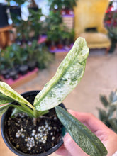 Load image into Gallery viewer, epipremnum giganteum marble leaves