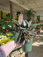 Load image into Gallery viewer, ficus-elastica-plant