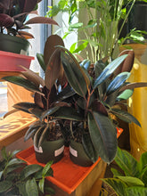 Load image into Gallery viewer, ficsu elastica plants