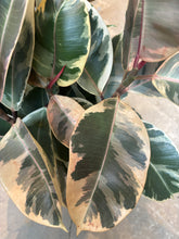 Load image into Gallery viewer, 8" Ficus tineke