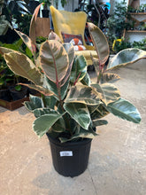 Load image into Gallery viewer, 8" Ficus tineke
