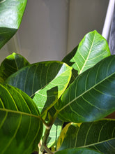 Load image into Gallery viewer, ficus altissima
