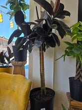 Load image into Gallery viewer, ficus elastic column tree plant