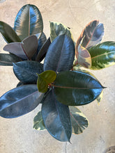 Load image into Gallery viewer, 10" Ficus elastica combo