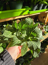 Load image into Gallery viewer, fittonia leaves