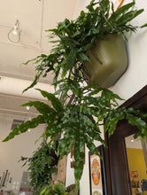 Load image into Gallery viewer, hanging 8in kangaroo fern