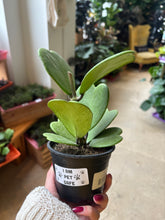 Load image into Gallery viewer, 4" Hoya kerrii