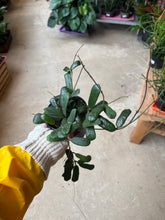 Load image into Gallery viewer, 4" Hoya rotundiflora